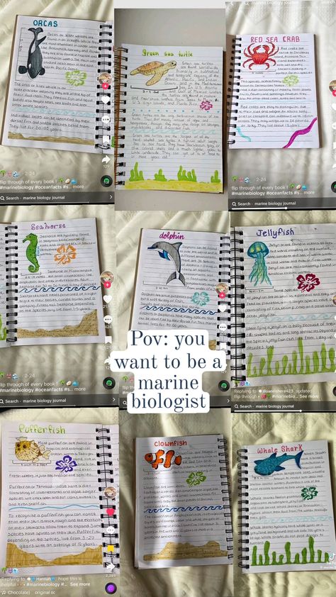 Marine Biology Projects, Marian Biology Aesthetic, Marine Biologist Drawing, Biology Journal Ideas, Marine Biology Room Aesthetic, Marine Biology Sharks, Marine Biology Room Decor, Studying Marine Biology, Aesthetic Marine Biology