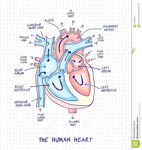 Anatomy Drawing Notes, Heart Anatomy Drawing, Human Heart Diagram, Human Heart Drawing, Heart Structure, Sistem Saraf, Human Heart Anatomy, Heart Diagram, Eye Anatomy