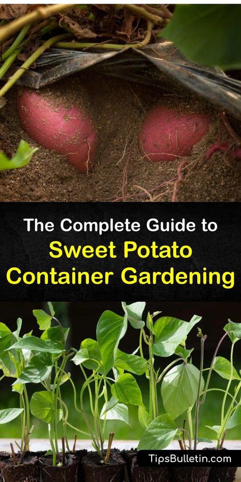 Avoid the grocery store and sprout sweet potato slips to grow a sweet potato plant and enjoy veggies without worrying about the growing season. With full sun, potting soil, mulch, and tubers, grow container sweet potatoes which taste superior to yams. #grow #sweet #potatoes #container Diy Sweet Potato Vine How To Grow, Sweet Potato Slips Planting, How To Grow Japanese Sweet Potatoes, When To Pick Sweet Potatoes, Potatoes In Containers Growing, When Are Sweet Potatoes Ready To Harvest, How To Grow Sweet Potatoes In Water, Plant Sweet Potatoes In Containers, Sweet Potato Plant Vine How To Grow