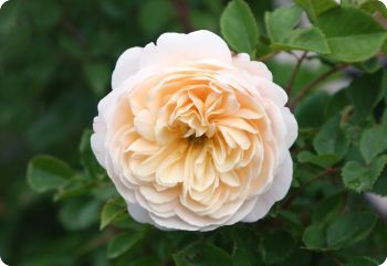 Rose Fertilizer, Rose Recipes, Starting Seeds Indoors, Rose Images, Growing Roses, Planting Roses, Climbing Roses, Organic Fertilizer, Garden Care