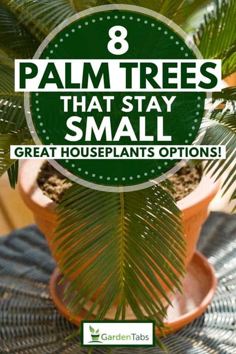 8 Palm Trees That Stay Small [Great Houseplants Options!] - Garden Tabs Palm Trees In Pots Outdoors, Palm Tree Types, Potted Palm Trees, Miniature Palm Trees, Outdoor Hangout, Palm Trees Garden, Tropical Garden Plants, Houseplant Tips, Indoor Palm Trees