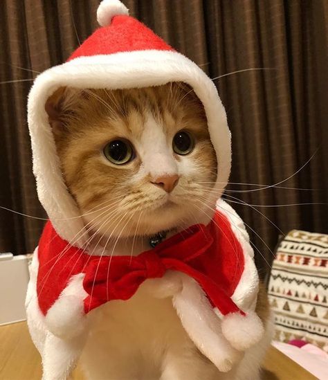 Natal, Cat With Christmas Hat, Santa Hat Png, Kawaii Penguin, Cat Brain, Postcard Mockup, Kitty Christmas, Santa Cat, Hat Png