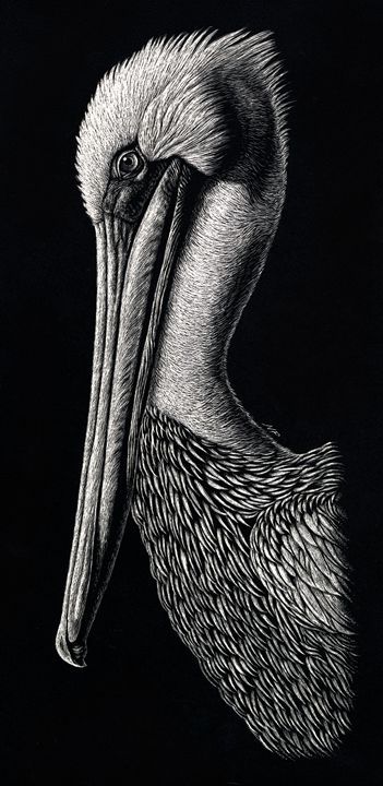 Animal Black And White Drawing, Animal Ink Drawing, Egret Drawing, Engraving Art Drawing, Bird Ink Drawing, Pelican Sketch, Pelican Art Drawing, How To Draw A Pelican Step By Step, Scratch Art Ideas