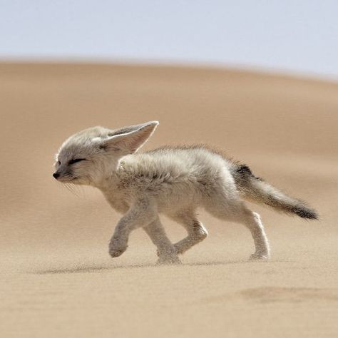 Fox, Animals, Kangaroo, Fennec Fox, In The Desert, The Sand, The Desert, A Small, Cute Animals