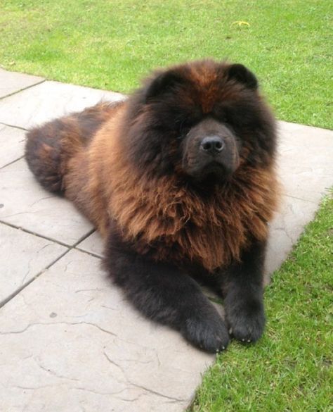 Chow chow Cute Chow Chow, Chow Chow Dog Puppy, Chow Chow Puppies, Perros Chow Chow, Chow Dog Breed, Black Chow Chow, Chow Puppies, Big Fluffy Dogs, Chow Chow Dog