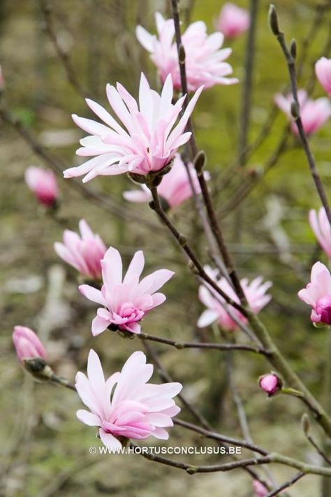 March 2018 Plant Profile: Magnolia stellata ‘Jane Platt’ Spring Blooming Trees, Star Magnolia, Flower Magnolia, Magnolia Stellata, Cherry Flowers, Yard Plants, Spring Scenery, Scent Garden, Dream Plants