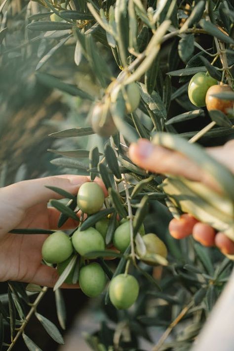 Branch with green olives on farm in daylight · Free Stock Photo Athena Aesthetic, Mediterranean Aesthetic, Goddess Aesthetic, Athena Goddess, Green Olives, Olive Fruit, Shadow Work, Olive Tree, Olive Branch