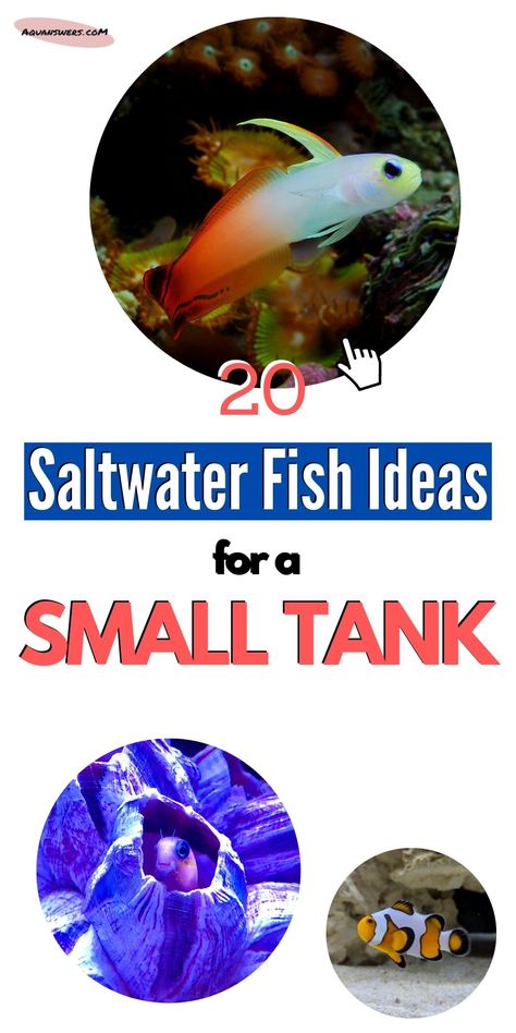 Check out 20 saltwater fish ideas for stocking your new small tank! All of these fish remain small in their adulthood and I made sure to point out which are reef-safe! Nano fish #20 is simply gorgeous and somewhat underrated. Micro Saltwater Aquarium, Small Reef Tank, 3 Gallon Fish Tank, Reef Safe Fish, Saltwater Aquarium Beginner, Saltwater Aquarium Setup, Nano Reef Tank, Marine Fish Tanks, Saltwater Aquarium Fish