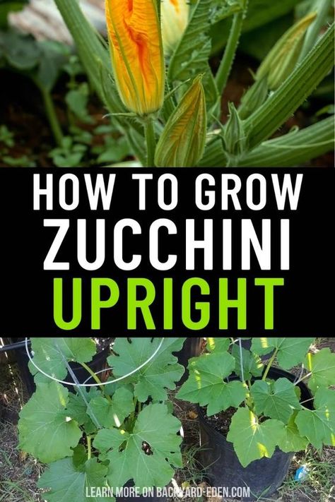 🥒 Growing Zucchini Upright 🥒 Save space in your garden by growing zucchini upright! 🌱 Learn step-by-step instructions for planting, training, and supporting zucchini plants to grow vertically. Discover the best soil preparation, watering techniques, and maintenance practices for a successful upright garden. Perfect for small spaces and urban gardeners, these tips will help you enjoy a bountiful harvest of fresh, homegrown zucchini! 🌞🌿 Zucchini Plants In Pots, Zucchini Benefits, Growing Zucchini Vertically, How To Grow Zucchini, Zucchini Growing, Grow Zucchini, Grow Vertically, Growing Zucchini, Zucchini Plants