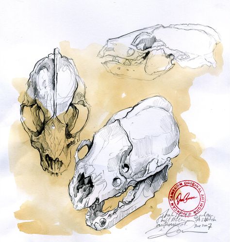 Badger Skull Studies www.duncancameron.org A2 Sketchbook, Skull Studies, Badger Skull, Duncan Cameron, Igcse Art, Animal Sketch, Natural Form Art, Skeleton Drawings, Art Alevel