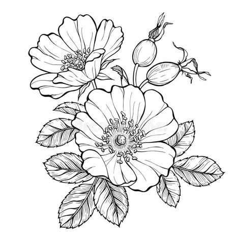 Wild rose flowers and berries, line art drawing. Outline vector illustration isolated on white background stock illustration Frühling Wallpaper, Wildflower Drawing, Line Art Drawing, Flower Outline, Flower Art Drawing, Flower Sketches, Roses Drawing, Floral Drawing, Outline Drawings