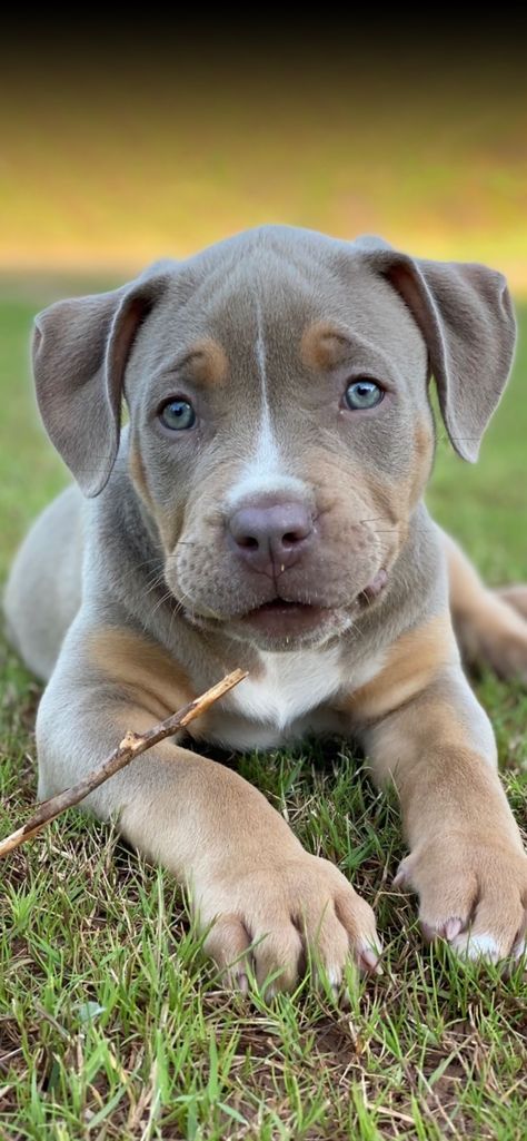 Xl American Bully Puppy, American Bully Xl Puppys, Pitweiler Puppies, Xl Bully Puppies, Pibble Puppies, Staffie Puppies, Blue Staffy Puppy, English Staffy, American Staffy