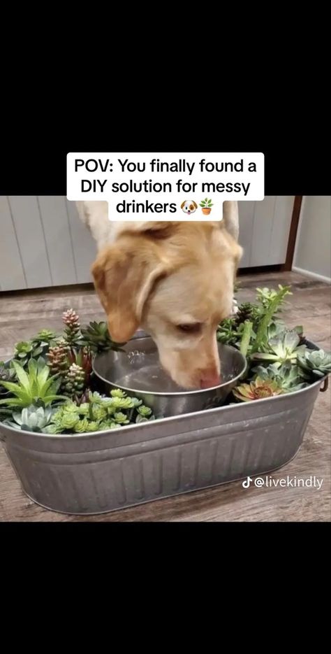 Dog Water Bowl Planter, Pet Water Bowl, Eco Friendly Diy, Smoothie Bowl Healthy, Dog Garden, Dog Water Bowls, Dog Games, Dog Essentials, Homemade Cleaning Solutions