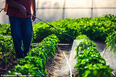 Insecticide For Plants, Giant Vegetable, Integrated Pest Management, Organic Pesticide, Compost Tea, Green Giant, Pest Management, Neem Oil, Company Meals