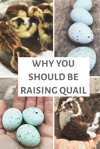 Raising backyard quail | Benefits of Quail | Quail for the Homestead | Quail Coops | Raising Quail for Beginners | Celadon Quail Quail House, Raise Quail, Button Quail, Quail Coop, Raising Quail, Raising Farm Animals, Egg Laying Chickens, Game Fowl, Keeping Chickens