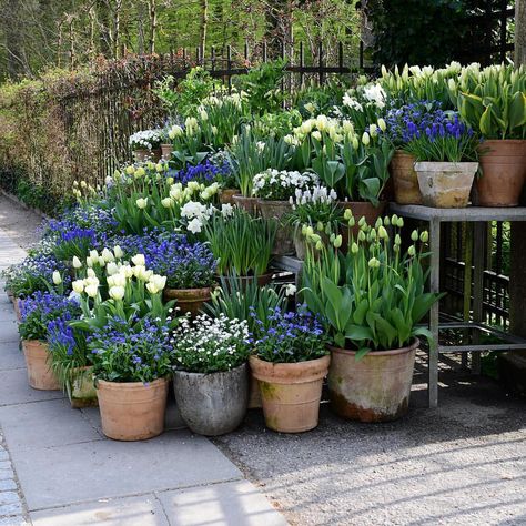 When I arrange my pot displays I always repeat the plants ... #clausdalby #flowers #blomster #garden Cottage Garden Landscaping, Front Yard Cottage Garden, Garden Landscaping Ideas, Funny Vine, Tulips Garden, Have Inspiration, Garden Containers, Plants And Flowers, Garden Care