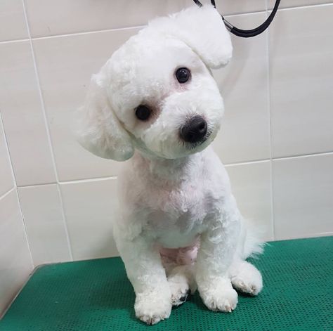 Teddy Bear Dog Haircut Bichon, Short Teddy Bear Haircut, Bichon Frise Short Haircut, Short Dog Haircut, Short Hair Poodle, Toy Poodle Short Haircut, Corte French Poodle, Maltipoo Summer Haircut, Short Maltipoo Haircut