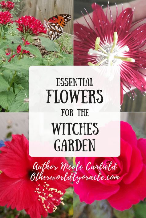 Magickal Plants: Essential Flowers for the Witches Garden Witches Flower Garden, Moonflower Garden, Witchy Flowers, Magickal Plants, Witchy Corner, Plant Magick, Spooky Garden, Hedge Witchery, Witch's Garden