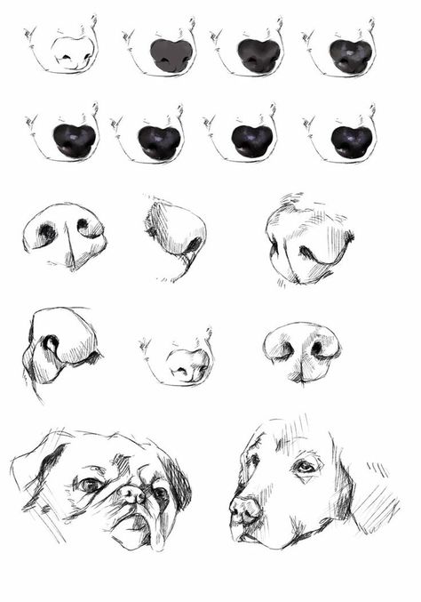 Realistic Dog Sketch, Anatomy Realistic, Nose Drawings, Drawings Of Dogs, Draw Dog, Dog Pencil Drawing, Draw Dogs, Dog Drawing Tutorial, Dogs Clipart