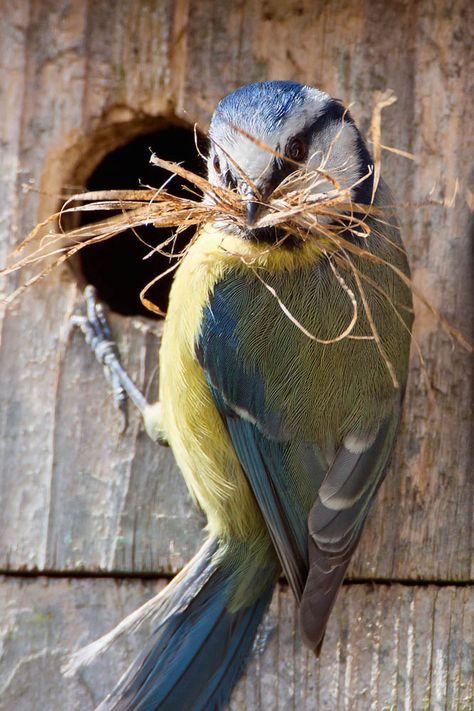 https://flic.kr/p/9xM9jq | IMG_6409 | Blue Tit Conure Parrots, Bird Box, Amazing Animal Pictures, Birds In The Sky, World Birds, British Wildlife, All Birds, Pretty Birds, Colorful Birds