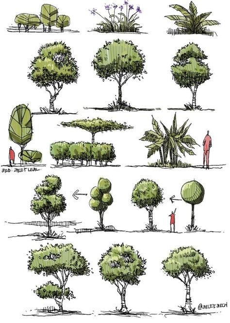 Trees Sketch, Architectural Trees, Plant Sketches, Landscape Design Drawings, Landscape Architecture Drawing, Nature Sketch, Tree Sketches, Landscape Sketch, Architecture Design Drawing