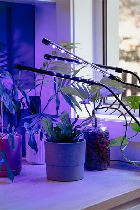 6 best grow lights for plants in Australia 2022 | Better Homes and Gardens Easy Indoor Plants, Best Grow Lights, Plant Lights, Desk Plants, Grow Lamps, Household Plants, Self Watering Pots, Grow Lights For Plants, Hydroponic Plants