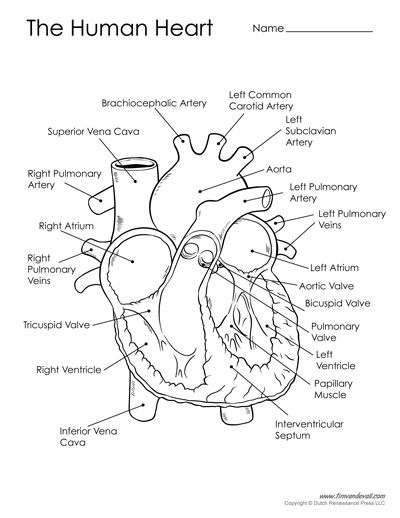 diagram of the human heart Human Heart Diagram, Biology Diagrams, Science Diagrams, Human Heart Anatomy, Heart Diagram, Science Printables, Basic Anatomy And Physiology, Nurse Study Notes, The Human Heart