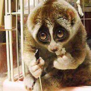 THIS IS A THREATENED SPECIES! Nocturnal rainforest dweller. Please DO NOT SUPPORT, OR LIKE VIDEOS THAT ENCOURAGE THE PET TRADE. Please. Slow loris looking very sad:( Loris Animal, Slow Loris, Endangered Animals, Fluffy Animals, Cute Animal Videos, Cute Animal Pictures, Cute Animal Drawings, Exotic Pets, Nature Animals