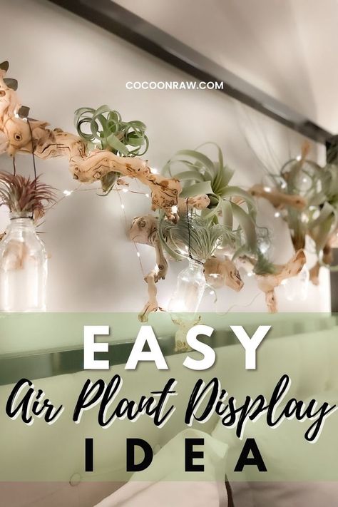 air plant wall display Hang Air Plants, Wall Air Plants, Decorate With Air Plants, Air Plant Wall Hanging, How To Hang Air Plants, Hanging Air Plants Display, Decorating With Air Plants, Diy Airplant Display, Diy Hanging Terrarium