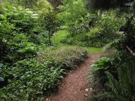 Forest garden with over 500 edible plants requires only a few hours of work monthly | The Hearty Soul Wildlife Garden Design, Food Forest Garden, Forest Plants, Thriving Garden, Wildlife Gardening, Food Forest, Forest Garden, Wild Plants, Natural Garden