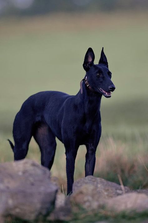 Black Whippet, Black Greyhound, Ibizan Hound, Sight Hounds, Pharaoh Hound, Grey Hound Dog, Wild Dogs, Italian Greyhound, Hound Dog