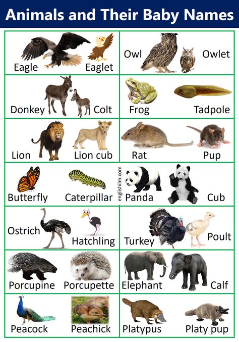 Learn about animals' names with their baby names in English with images. This lesson contains 100+ Animal names with their baby names and also Male, Female, and baby names in English. Learn this lesson and enhance your knowledge about Animals. Animals Name With Picture, Human Body Vocabulary, Animal Pictures For Kids, Animals Name In English, Mother And Baby Animals, Baby Animal Names, Learn English For Free, Urdu Language, Animal Names