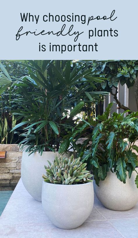 Pool Area Landscaping, Pool Planters, Plants Around Pool, Landscaping Around Pool, Boho Deck, Pool Plants, Florida Pool, Outdoor Pool Area, Swimming Pool Landscaping