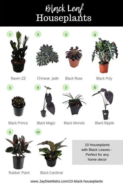 Black Leaf Houseplants - Black plants can be slightly harder to find than your typical green houseplants - but no worries! I've put this list together for you of my favorite black plants. Enjoy! #houseplants #blackplants #indoorplants #indoorjungle #plantdecor Outdoor Plants You Can Bring Inside, Indoor Jungle Room House Plants, Dark Green Indoor Plant, Dark Room House Plants, List Of House Plants, Indoor Plants For Dark Rooms, Dark Green House Plants, Dark Indoor Plants, Witchy Indoor Plants