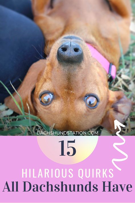 Dachshund Breeding, Doxie Humor, Weenie Dogs Funny, Dachshund Humor, Toy Dachshund, Dachshund Facts, Blue Dachshund, Dachshund Puppy Training, Puppy Dog Pictures