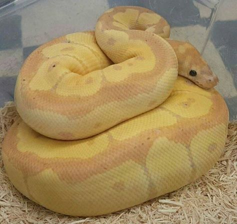 Clown Banana morph Ball Python Banana Clown Ball Python, Banana Morph Ball Python, Banana Python, Banana Ball Python, Vision Board Project, Ball Pythons, Cute Snake, Ball Python, Hazbin Hotel