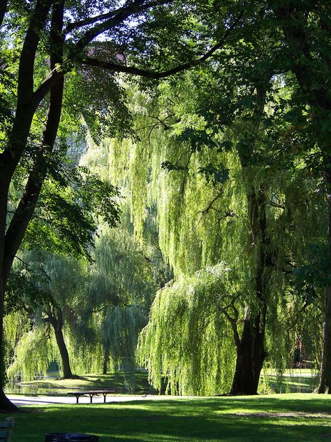 Boston Common is a central public park in Boston, Massachusetts. It is sometimes erroneously referred to as the "Boston Commons". Dating from 1634, it is the oldest city park in the United States. Unrealistic Things I Want In My House, Boston Common, Green Things, Photo Camera, Weeping Willow, Dream Places, City Park, Public Park, Natural Lighting