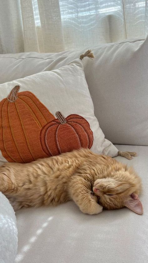 Aesthetic Pumpkin, Fall Cats, Trendy Items, Fall Bedding, Fall Mood Board, Pumpkin Pillows, Playlist Covers, Fall Inspo, Fall Feels