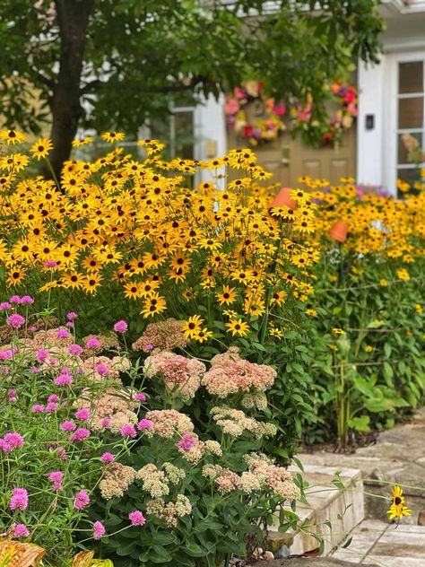 Bonito, Summer Blooming Flowers, Design Garden Ideas, Easy Perennials, Perennial Gardens, Late Summer Flowers, English Gardens, Party Garden, Zone 5