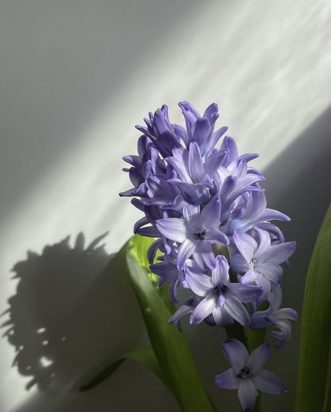 Cheengu Purple Dark, Hyacinth Aesthetic Flower, Hyancith Flower Aesthetic, Hycanith Flower Aesthetic, Purple Hyacinth Flower Aesthetic, Hyacinths Aesthetic, Purple Hyacinth Aesthetic, Hyancith Flower, Hyacinth Aesthetic