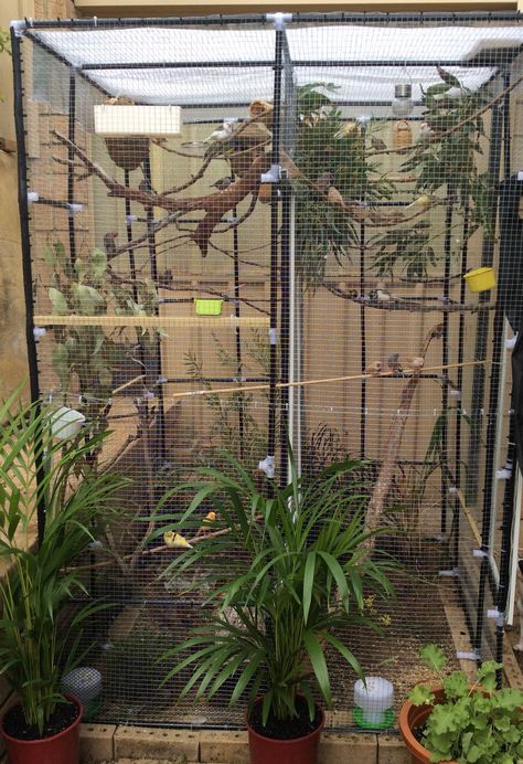 Bird Enclosure, Bird Cage Ideas, Finch Cage, Canary Cage, Parrot Cages, Budgie Cage, Diy Bird Cage, Bird Cage Design, Sugar Glider Cage