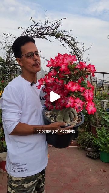 Adenium Plant, Desert Rose Care, Grafting Plants, Desert Rose Plant, Tree Flowers, Desert Rose, Bonsai Tree, Growing Plants, Plant Care