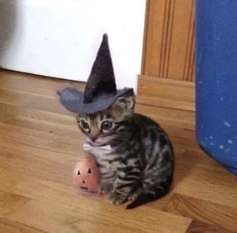 Halloween Memes, Cat Post, Witch Cat, Cat Icon, Silly Cats, Cat Drawing, Halloween Cat, Cat Pics, Cat Memes