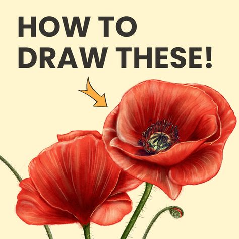 Learn how to draw a poppies for beginners. Discover the easy step by step method to draw and colour a poppy flower using lines and form. Poppy Flower Drawing, Poppy Tutorial, Poppy Flower Painting, Remembrance Day Art, Flowers Simple, Flower Step By Step, Poppy Drawing, Easy Flower Painting, Flower Drawing Tutorials