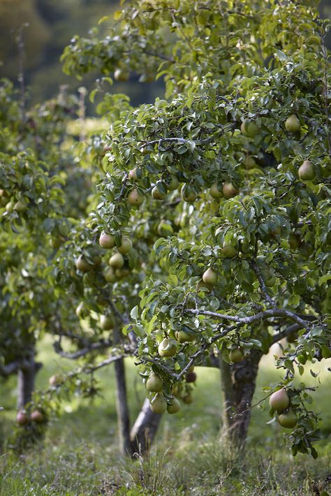 pear-tree-with-fruit-britt-willoughby-dyer Permaculture, Pear Recipes Healthy, Pear Tree Blossom, Pear Harbor, Pear Smoothie Recipes, Fairy Trees, Pear Drawing, Pear Butter, Pear Crumble