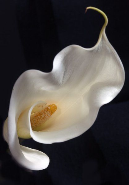 Callas Lily 2 - Flower - Photo.net Callas Lily, Arum Lily, Calla Lily Flowers, Calla Lilies, Floral Photography, Lily Flower, Exotic Flowers, Calla Lily, Flowers Nature