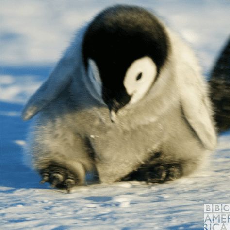 New trending GIF on Giphy Penguin Gif, Penguin Species, Kawaii Penguin, Stim Board, Penguin Love, Baby Penguins, Cute Penguins, Animal Planet, Pinterest Board