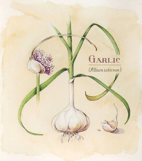 Need job security? Consider science illustration, wherein hand drawing skills and a keen, observing eye are irreplaceable. Garlic Plant Drawing, Garlic Botanical Illustration, Produce Tattoo, Garlic Drawing, Garlic Illustration, Garlic Flower, Allium Sativum, Scientific Drawing, Botanical Sketchbook