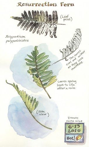 Resurrection fern , originally uploaded by Elizabeth Smith . A captivating little fern found throughout Florida, resurrection fern is name... Homeschool Chalkboard, Nature Sketching, Process Drawing, Resurrection Fern, Nature Journals, Botanical Sketchbook, Field Journal, Words Art, Nature Journaling