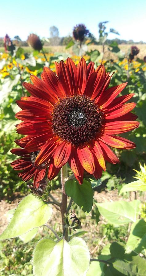 #velvetqueen #sunflower #redsunflower Velvet Queen Sunflower, Red Sunflowers, Flowers Nature, Sunflower, Velvet, Queen, Plants, Flowers, Quick Saves